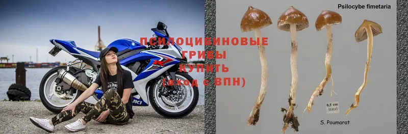 где купить наркоту  Буй  Псилоцибиновые грибы Psilocybine cubensis 